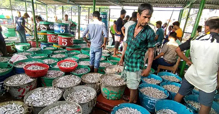 কাপ্তাই হ্রদ থেকে আহরিত মাছ